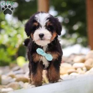 Goodbye Earl, Mini Bernedoodle Puppy